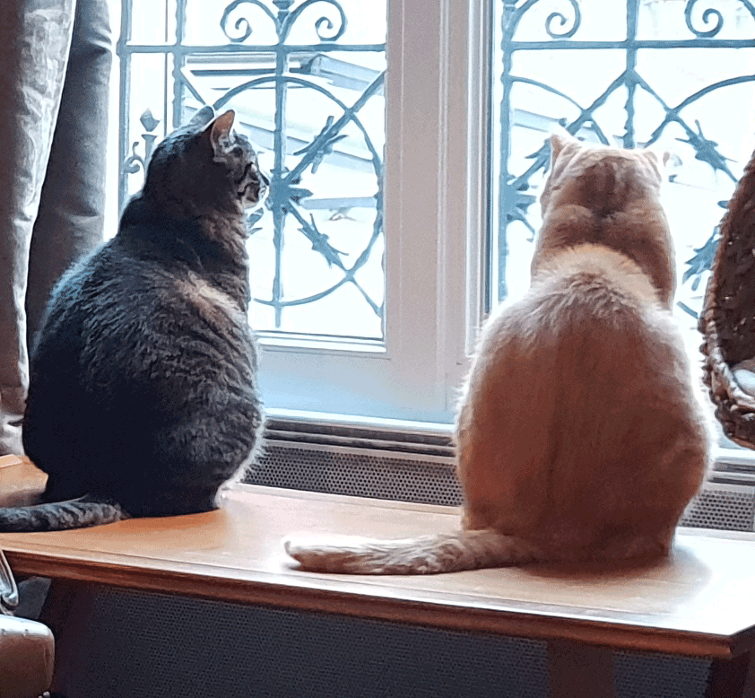 Chats